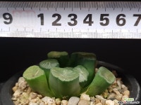 대경만상(중대묘) 52-157 - 엑스플랜트