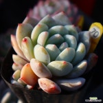 먼로 700131 - 엑스플랜트