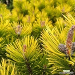 황금소나무 묘목 (80cm전후,분달이)황금해송[목하원예조경] : 조경나무 묘목 - 엑스플랜트