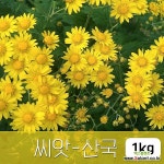 [조이가든]산국화 - 씨앗 1KG 개국화 들국화 종자 : 꽃/야생화 씨앗 - 엑스플랜트