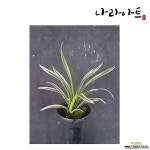 천금(3-4촉)/난/동양란/서양란/공기정화식물/나라아트 : 기타 동양란 - 엑스플랜트