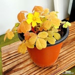 꽃나무팜 옥살리스 선셋벨벳 썬셋벨벳 사랑초 소품 야생화 꽃식물 : 관엽식물 - 엑스플랜트