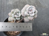 Echeveria spp - 엑스플랜트