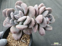 Echeveria spp - 엑스플랜트