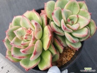 벨라도라 - 엑스플랜트