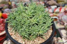 별의눈물(백화) - 엑스플랜트