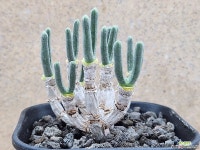 아프리카식물/모닐라리아 모닐리포메-3879 토끼귀 아프리카농장 : 아프리카식물(코덱스) - 엑스플랜트