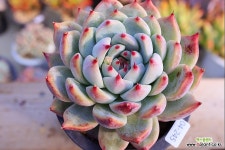 카시오04-245 - 엑스플랜트