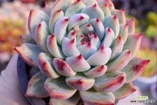 카시오04-245 - 엑스플랜트