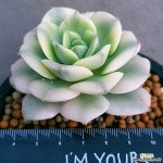 니크셔나금 금끼좋고사이즈좋아요 0221 산아래다육이 - 엑스플랜트 니크셔나금  금끼좋고사이즈좋아요  0221 산아래다육이 - 엑스플랜트