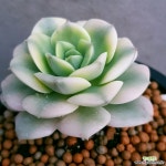 니크셔나금 금끼좋고사이즈좋아요 0221 산아래다육이 - 엑스플랜트 니크셔나금  금끼좋고사이즈좋아요  0221 산아래다육이 - 엑스플랜트