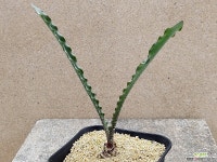 아프리카식물/헤만투스 크리스퍼스-3893 아프리카농장 : 아프리카식물(코덱스) - 엑스플랜트