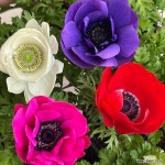 아네모네 (소품/다양한색상) : 관엽식물 - 엑스플랜트