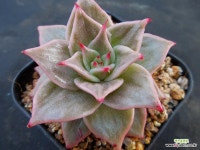 제이드스타금1200 : 다육식물 - 엑스플랜트