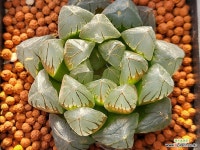 대창수정진주 102-3842 - 엑스플랜트