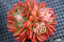 화가477 - 엑스플랜트