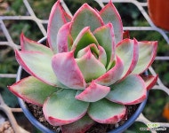 카시오적금0209 - 엑스플랜트