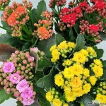 퀸로즈칼란디바4색세트 : 공기정화식물 - 엑스플랜트