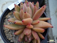 윈져2218 - 엑스플랜트