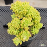 팔천대철화 - 엑스플랜트