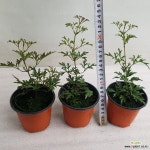 상록으아리/켄터마이조 : 야생화 - 엑스플랜트