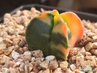 난봉옥금 - 엑스플랜트