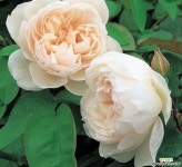 영국장미.데이비드오스틴.더 제너러스 가드너.old rose 향기.예쁜산호핑크색.울타리.넝쿨장미.월동가능. : 꽃나무 묘목 - 엑스플랜트