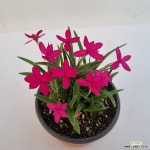 설란천조 - 엑스플랜트