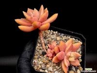 캘리포니아썬셋 4-204 - 엑스플랜트