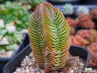 부다템플 - 엑스플랜트