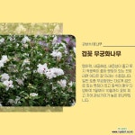 겹꽃무궁화나무 묘목 분홍설방 2년생 분홍색 [라이브묘목농원] : 꽃나무 묘목 - 엑스플랜트