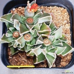 7421 미파 : 다육식물 - 엑스플랜트