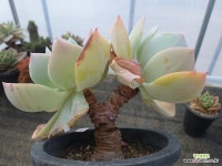 백봉19972 - 엑스플랜트