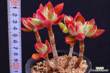 부용2-263 - 엑스플랜트