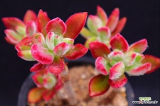 부용2-263 - 엑스플랜트