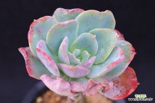 마리나2-273 - 엑스플랜트