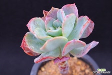 마리나2-273 - 엑스플랜트