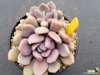 큐피트 0219 - 엑스플랜트