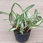 황조15 - 미니 긴기아난 : 기타 서양란 - 엑스플랜트