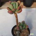 스윗캔디 021184 - 엑스플랜트