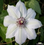 클레마티스 미스 베트맨 P12 포트 대륜 큰꽃 봄 유럽 넝쿨식물 으아리 : 꽃나무 묘목 - 엑스플랜트