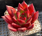 루디 - 엑스플랜트