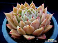 스파이시 2593 - 엑스플랜트