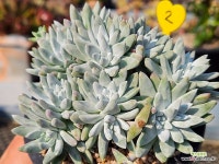 화이트그리니 223-2 - 엑스플랜트