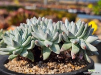 화이트그리니 자연 223-1 - 엑스플랜트