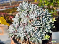 화이트그리니 자연 223-1 - 엑스플랜트