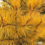 소나무 묘목 (황금소나무) 접목1년특묘[목하원예조경] : 조경나무 묘목 - 엑스플랜트