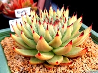 마제스타 022407 - 엑스플랜트