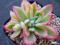 부용금2528 : 다육식물 - 엑스플랜트