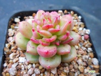 사과꽃2561 - 엑스플랜트